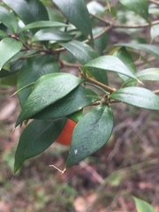Alyxia ruscifolia