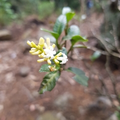 Palicourea boqueronensis
