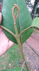 Citharexylum subflavescens