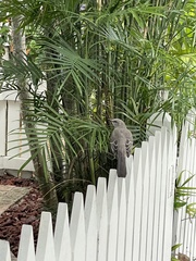 Mimus polyglottos image