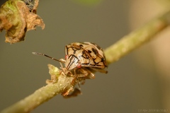 Plautia crossota