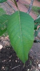 Citharexylum subflavescens