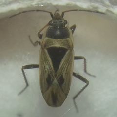 Xanthochilus quadratus