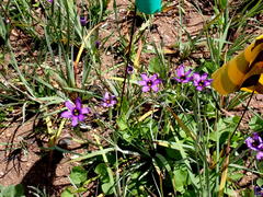 Sisyrinchium hitchcockii