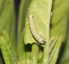 Danaus plexippus