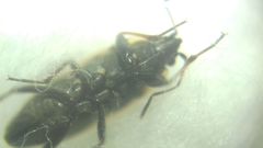 Xanthochilus quadratus