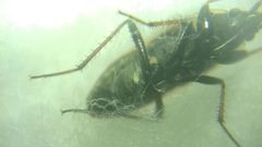 Xanthochilus quadratus