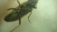 Xanthochilus quadratus