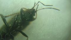 Xanthochilus quadratus