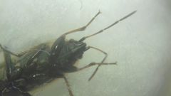 Xanthochilus quadratus