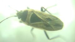 Xanthochilus quadratus