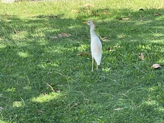 Bubulcus ibis