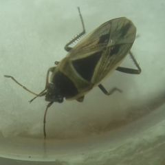 Xanthochilus quadratus