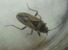 Xanthochilus quadratus