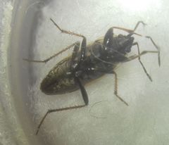 Xanthochilus quadratus