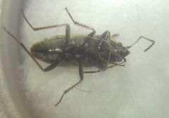 Xanthochilus quadratus