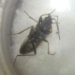 Xanthochilus quadratus