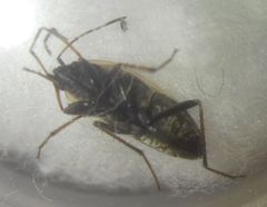 Xanthochilus quadratus