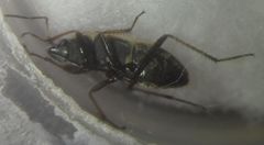 Xanthochilus quadratus