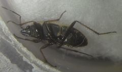 Xanthochilus quadratus