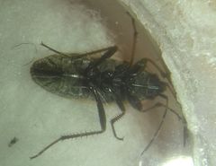 Xanthochilus quadratus