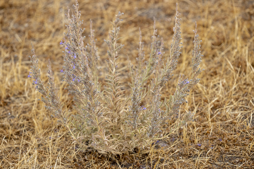 iNaturalist observation photo of Vinegar Weed