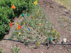 Sisyrinchium hitchcockii