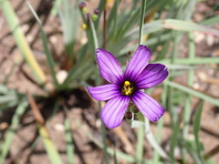 Sisyrinchium hitchcockii