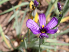 Sisyrinchium hitchcockii