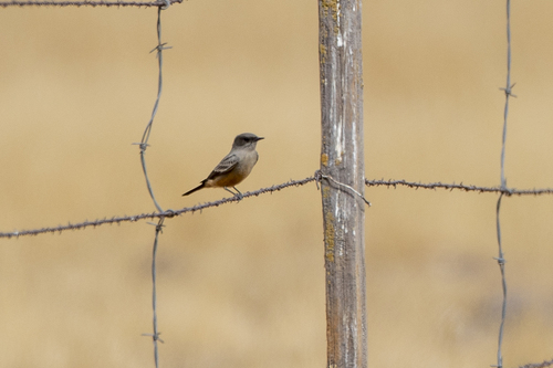 iNaturalist observation photo of Say's Phoebe