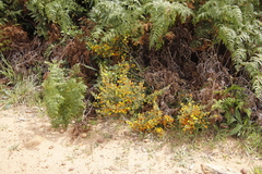 Aspalathus astroites