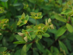 Euphorbia sieboldiana