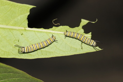 Danaus plexippus