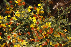 Aspalathus astroites