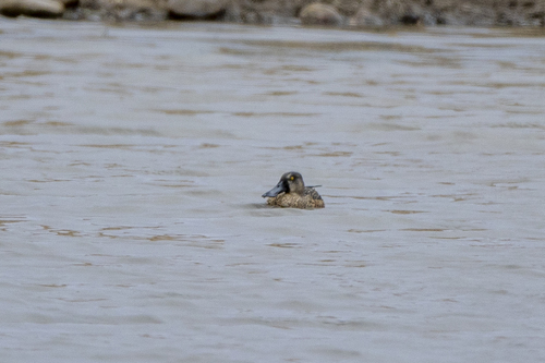 iNaturalist observation photo of Northern Shoveler