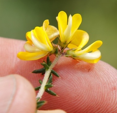 Aspalathus astroites