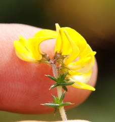 Aspalathus astroites