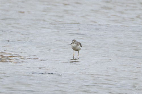 iNaturalist observation photo of Greater Yellowlegs