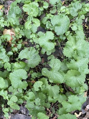 Alliaria petiolata