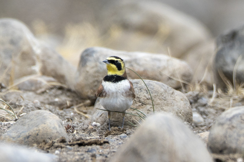 iNaturalist observation photo of Horned Lark