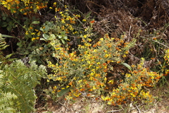 Aspalathus astroites