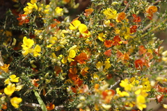 Aspalathus astroites