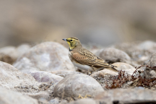 iNaturalist observation photo of Horned Lark