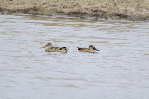 iNaturalist observation photo of Northern Shoveler