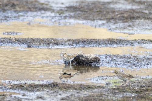 iNaturalist observation photo of Savannah Sparrow