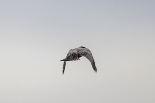 iNaturalist observation photo of Say's Phoebe