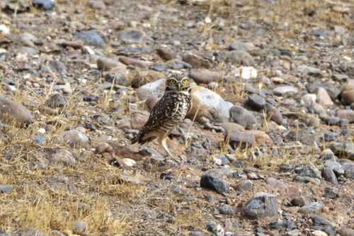 iNaturalist observation photo of Burrowing Owl