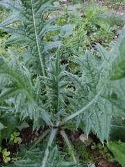 Cirsium