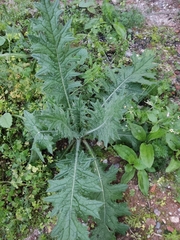 Cirsium