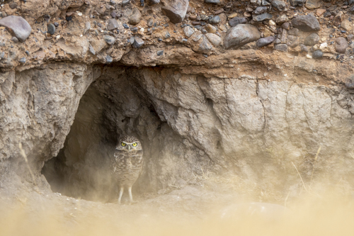 iNaturalist observation photo of Burrowing Owl